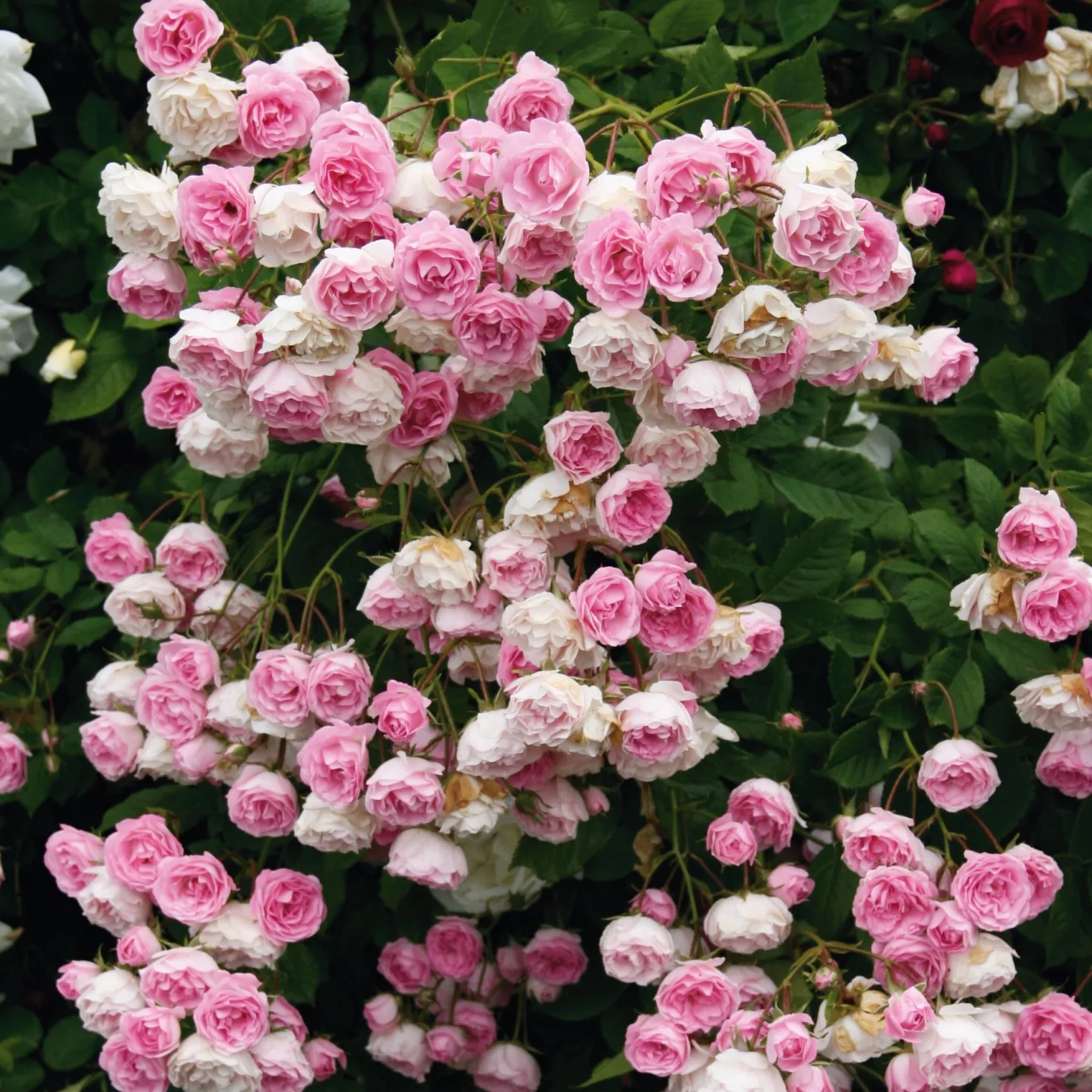 Kaskadenrose 'Frau Eva Schubert'