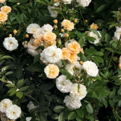 Kaskadenrose 'Ghislaine de Féligonde'