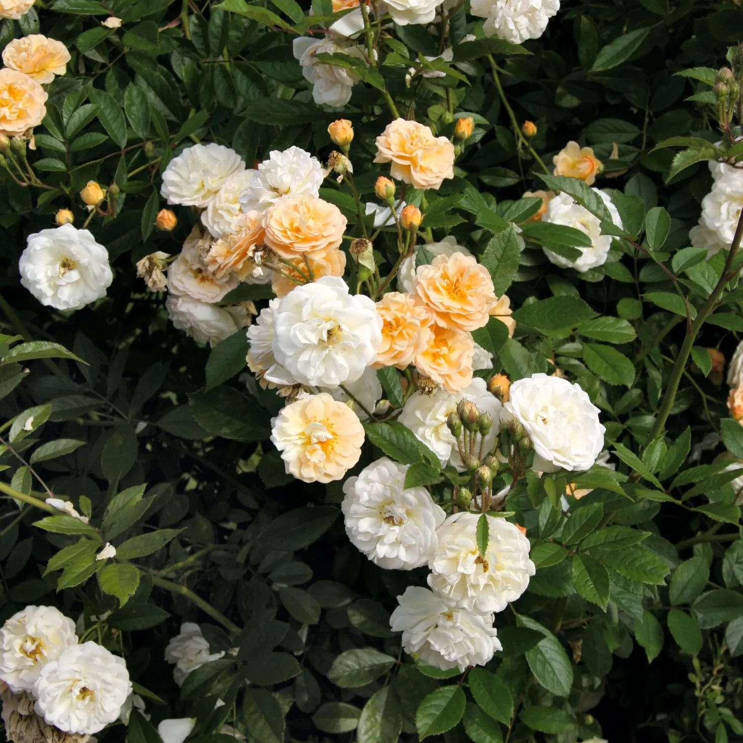Kaskadenrose 'Ghislaine de Féligonde'