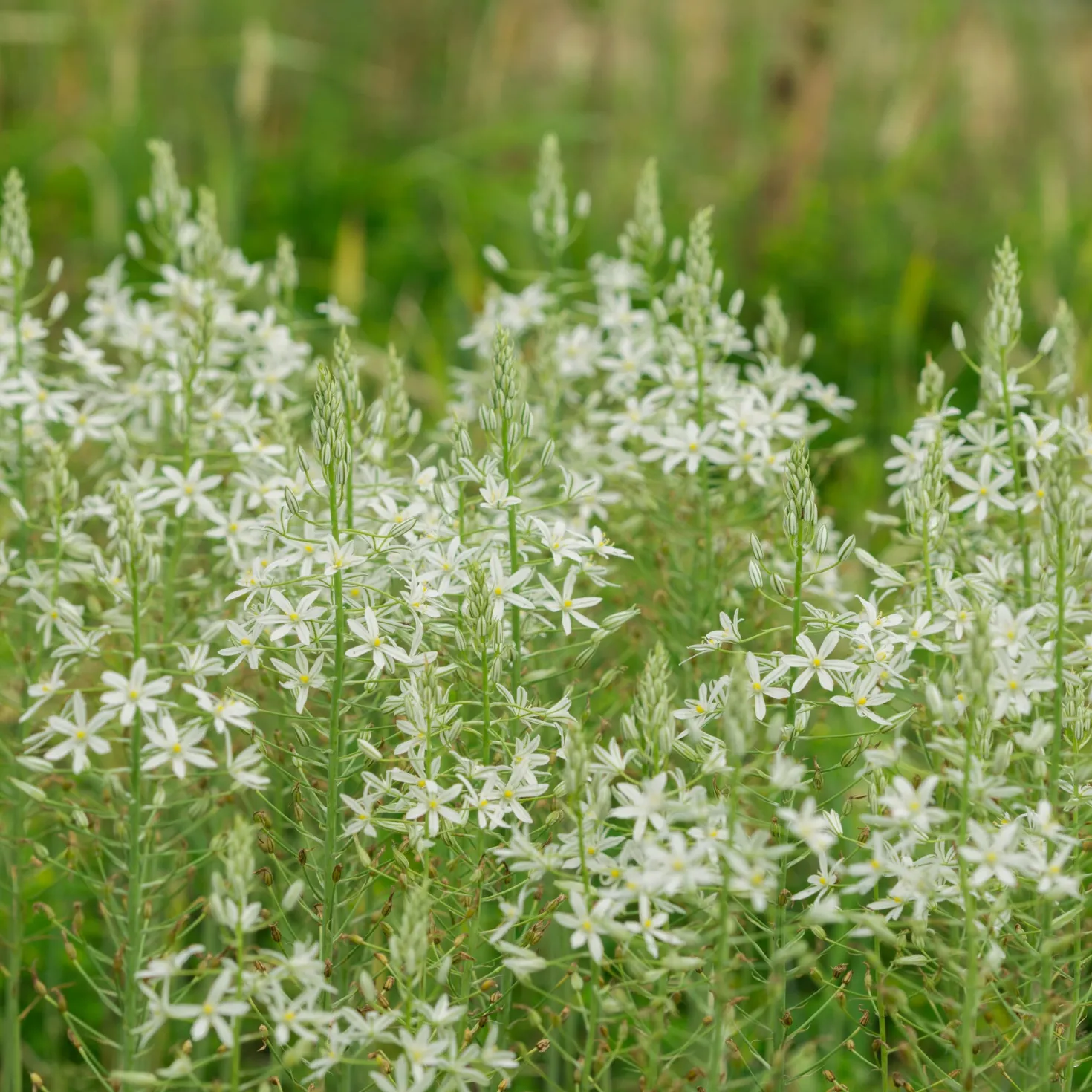 Kaukasus-Milchstern ’Sochi‘