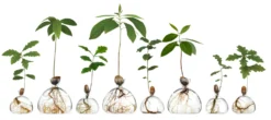 Keimglas Ilex