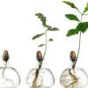 Keimglas Ilex