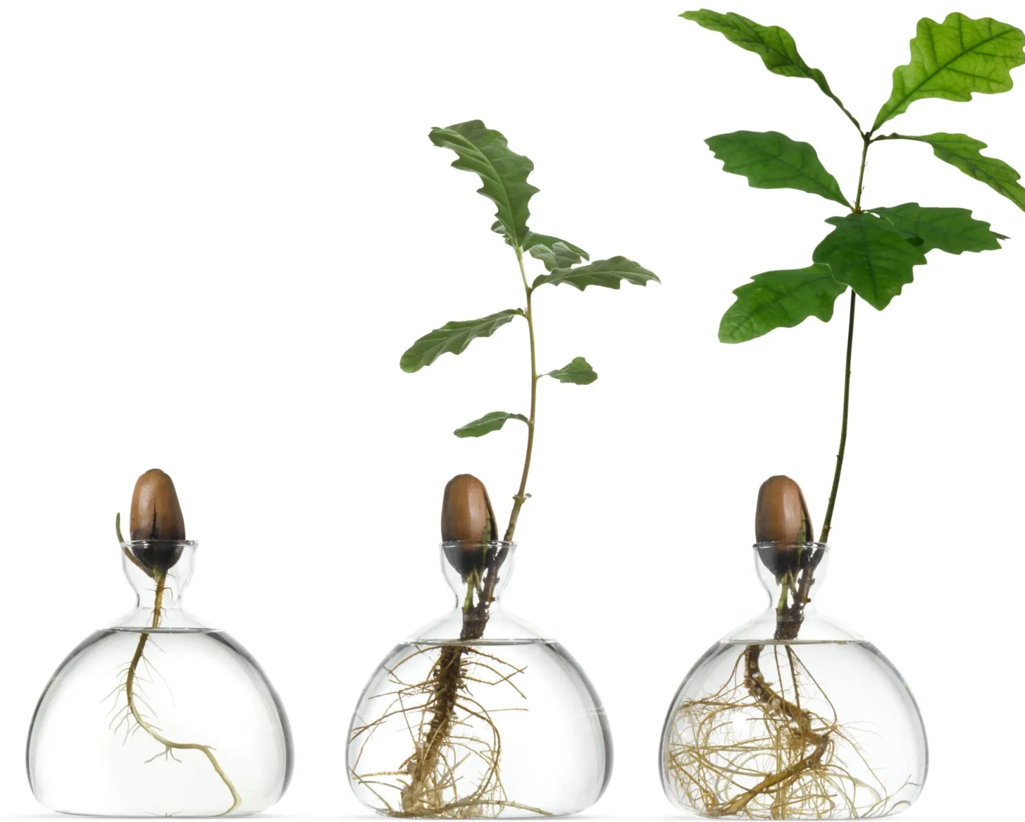 Keimglas Ilex