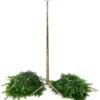 Keinachtsbaum® Stecktanne