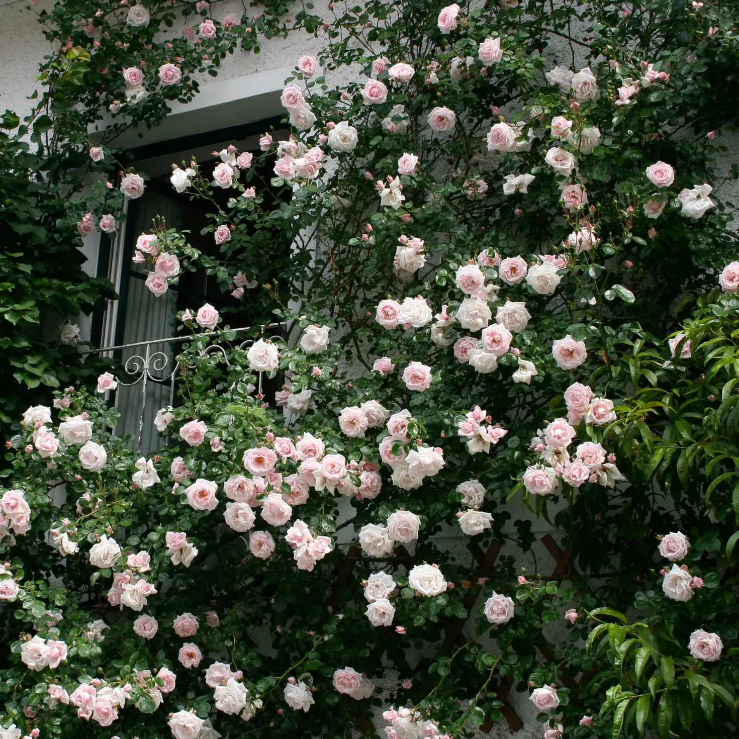 Kletterrose 'New Dawn'®