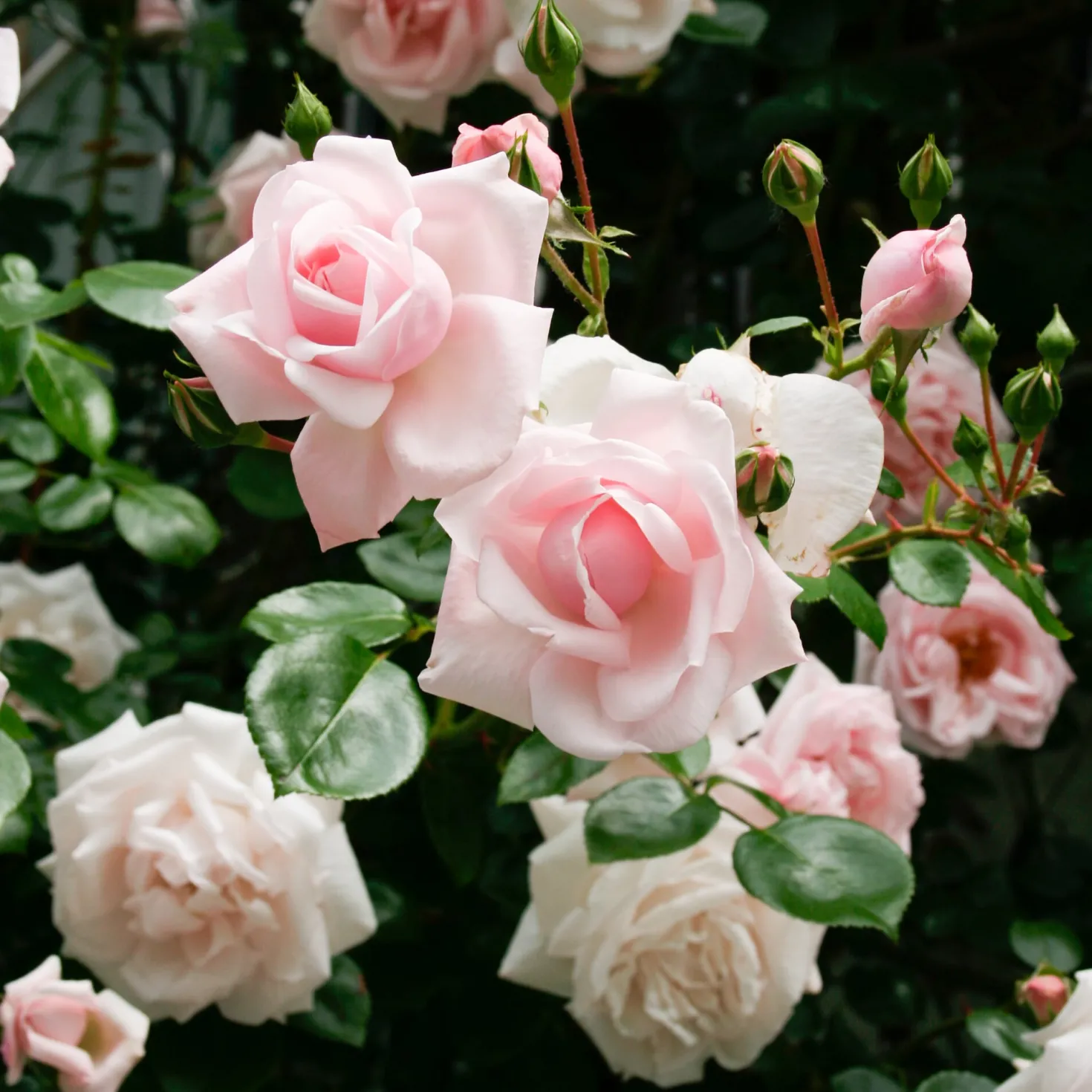 Kletterrose 'New Dawn'®