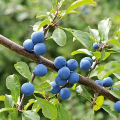 Kombipaket Wildfruchthecke 1 und 2