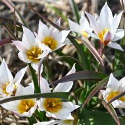 Kretische Tulpe ’Chania‘