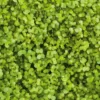 Microgreens Bio-Saatpad