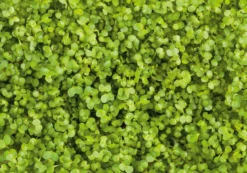 Microgreens Bio-Saatpad