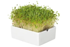 Microgreens Bio-Saatpad