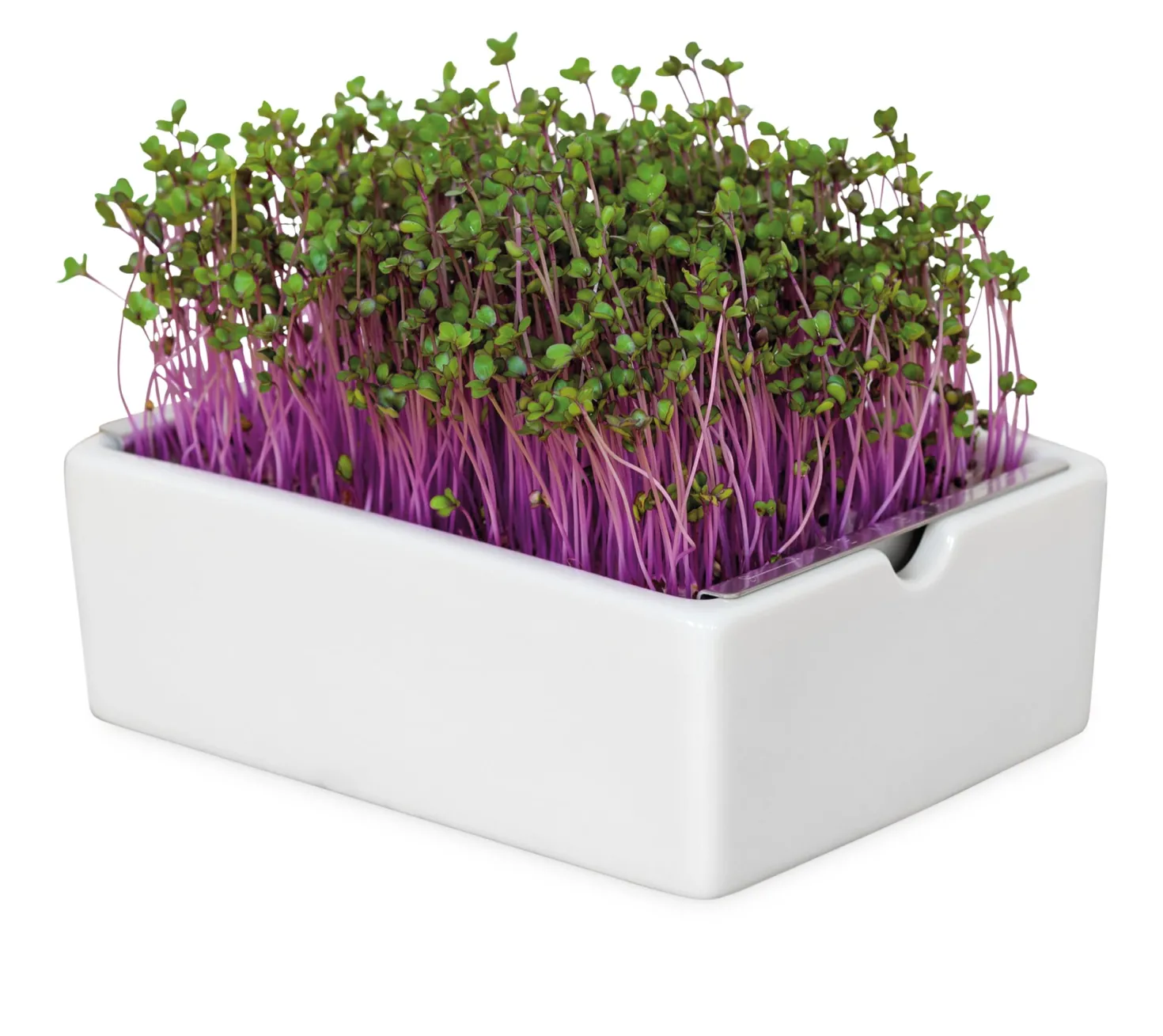 Microgreens Bio-Saatpad