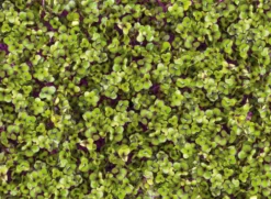 Microgreens Bio-Saatpad