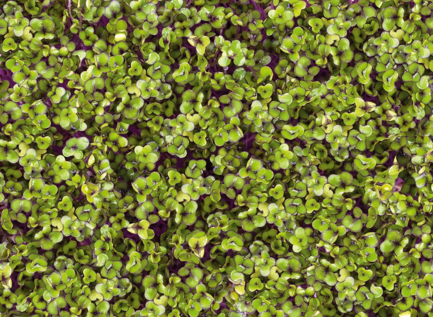 Microgreens Bio-Saatpad
