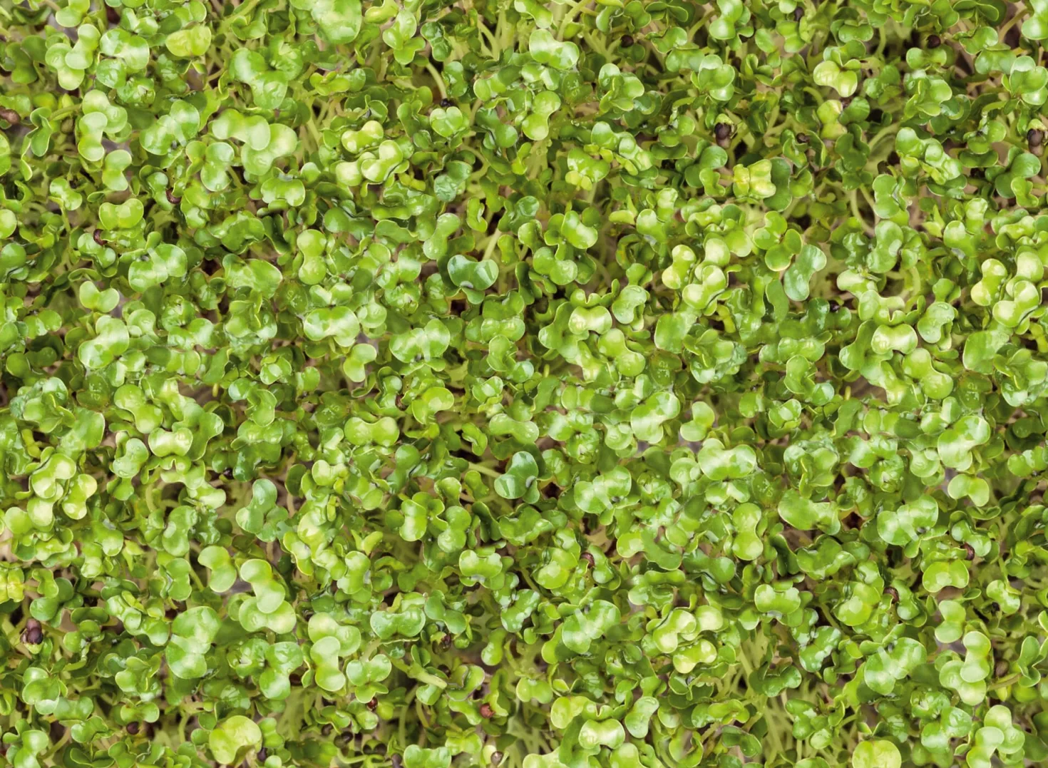 Microgreens Bio-Saatpad