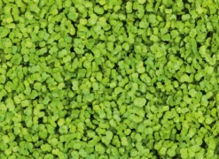 Microgreens Bio-Saatpad