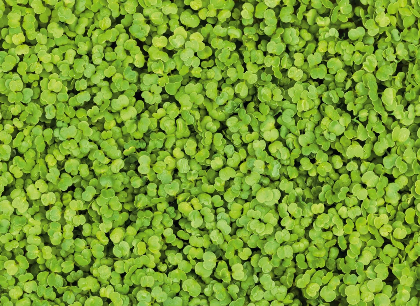 Microgreens Bio-Saatpad