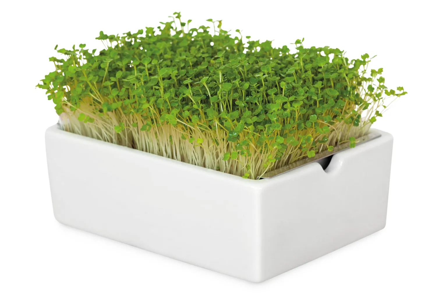 Microgreens Bio-Saatpad