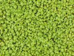 Microgreens Bio-Saatpad