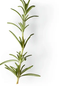 Nachfüller zu Naturseife Soeder