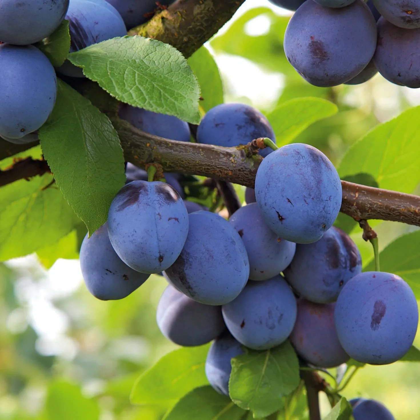 Obstgehölz 'Bühler Frühzwetsche'