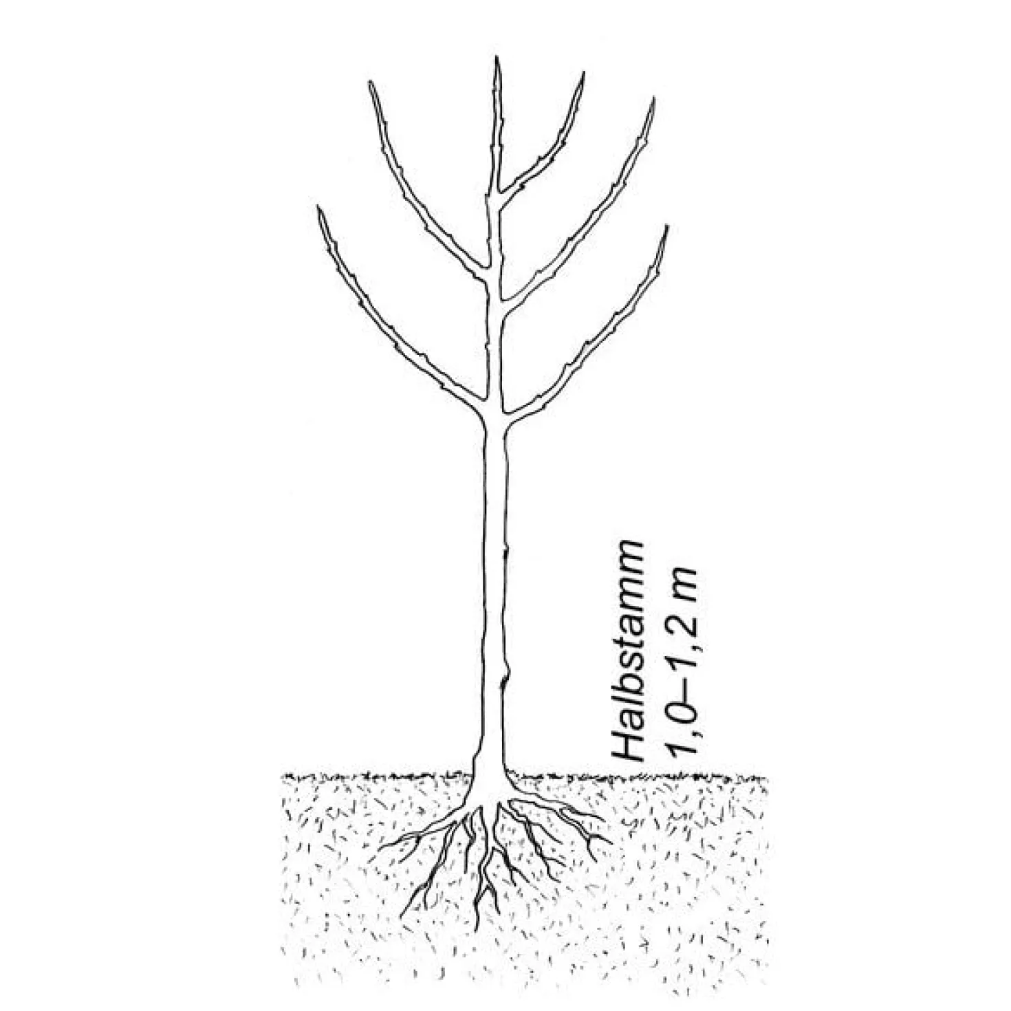 Obstgehölz 'Bühler Frühzwetsche'
