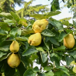 Obstgehölz Birnenquitte 'Meisterquitte'