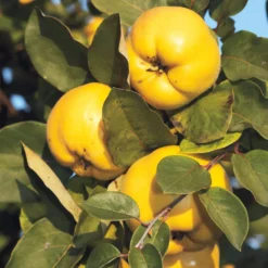 Obstgehölz 'Konstantinopeler Apfelquitte'