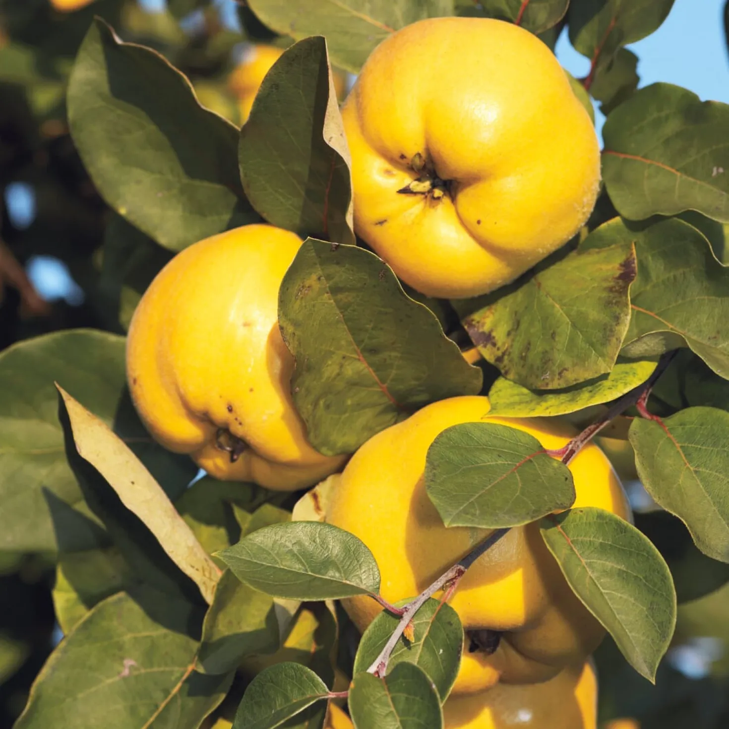 Obstgehölz 'Konstantinopeler Apfelquitte'