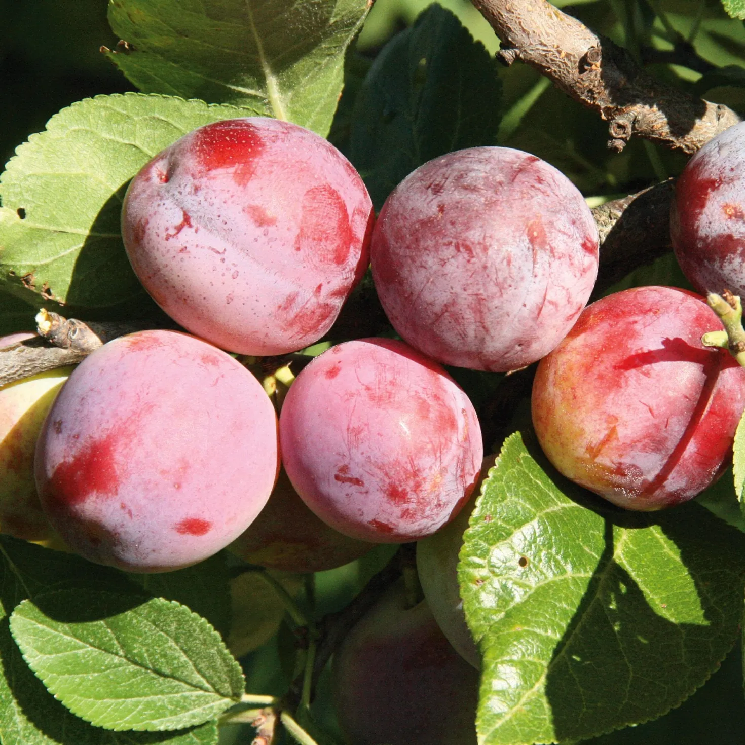 Obstgehölz 'Löhrpflaume'
