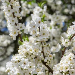 Obstgehölz 'Mirabelle von Metz'