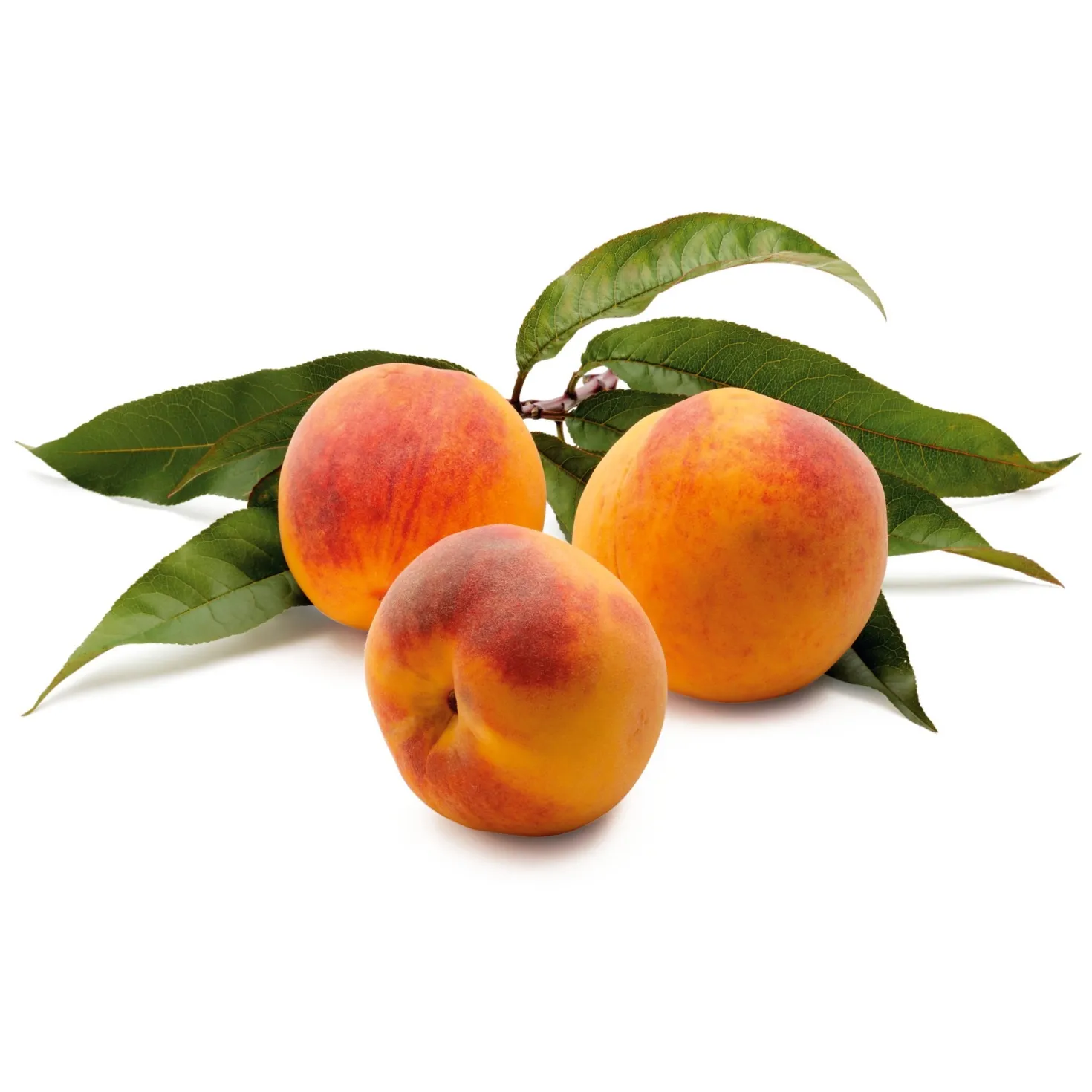Obstgehölz Pfirsich 'Anneliese Rudolph'