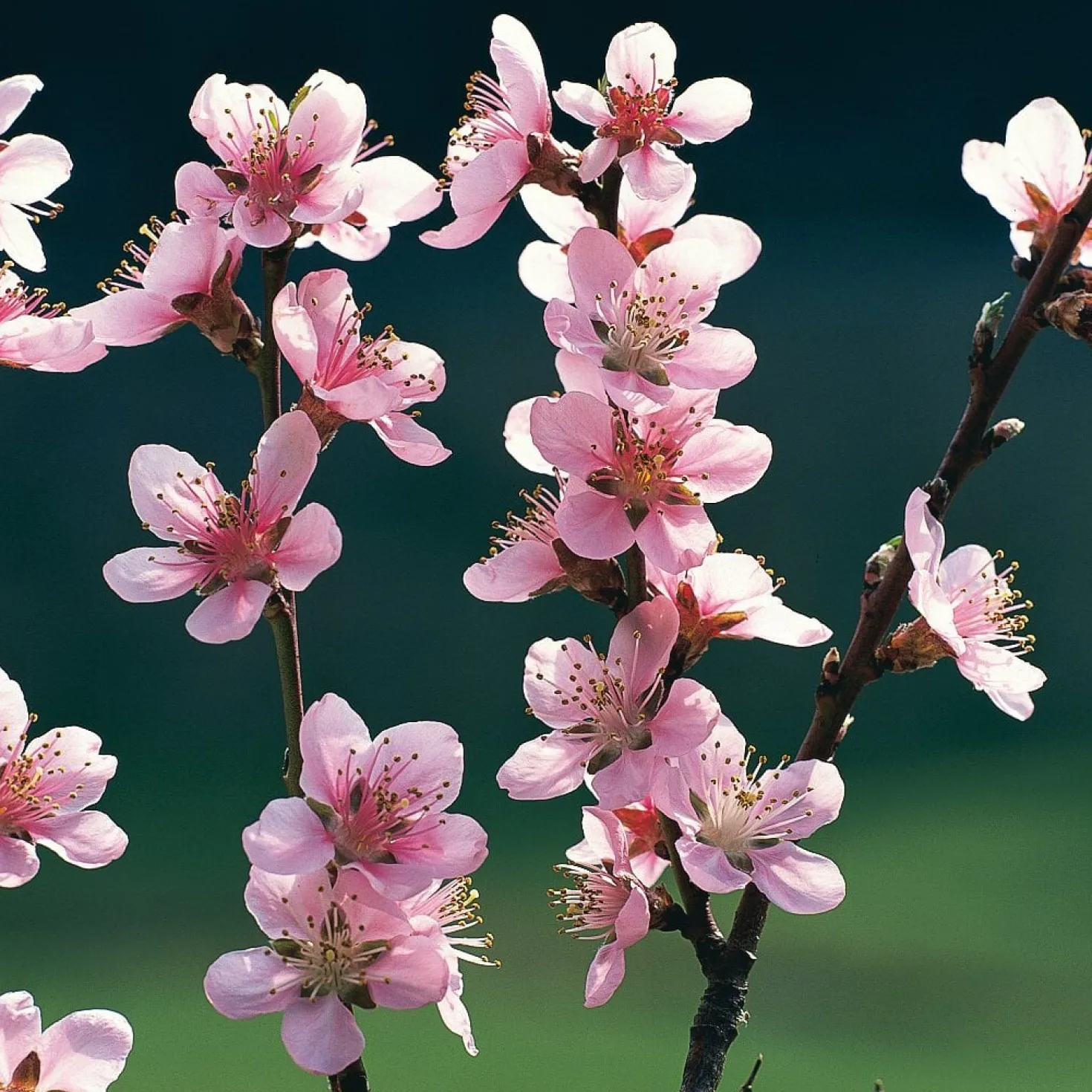 Obstgehölz Pfirsich 'Anneliese Rudolph'