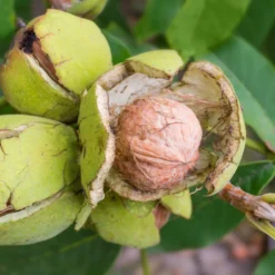 Obstgehölz Walnuss 'Rote Donaunuss'