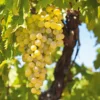Obstgehölz Weinrebe 'Primus'