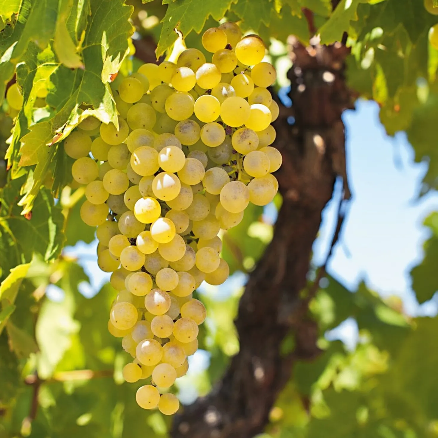 Obstgehölz Weinrebe 'Primus'
