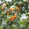 Obstgehölz Wilde Marille