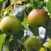 Obstgehölz 'Zuckerbirne von Montluçon'