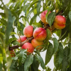 Obstgehölz Zwergnektarine 'Redgold'