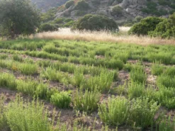 Oregano