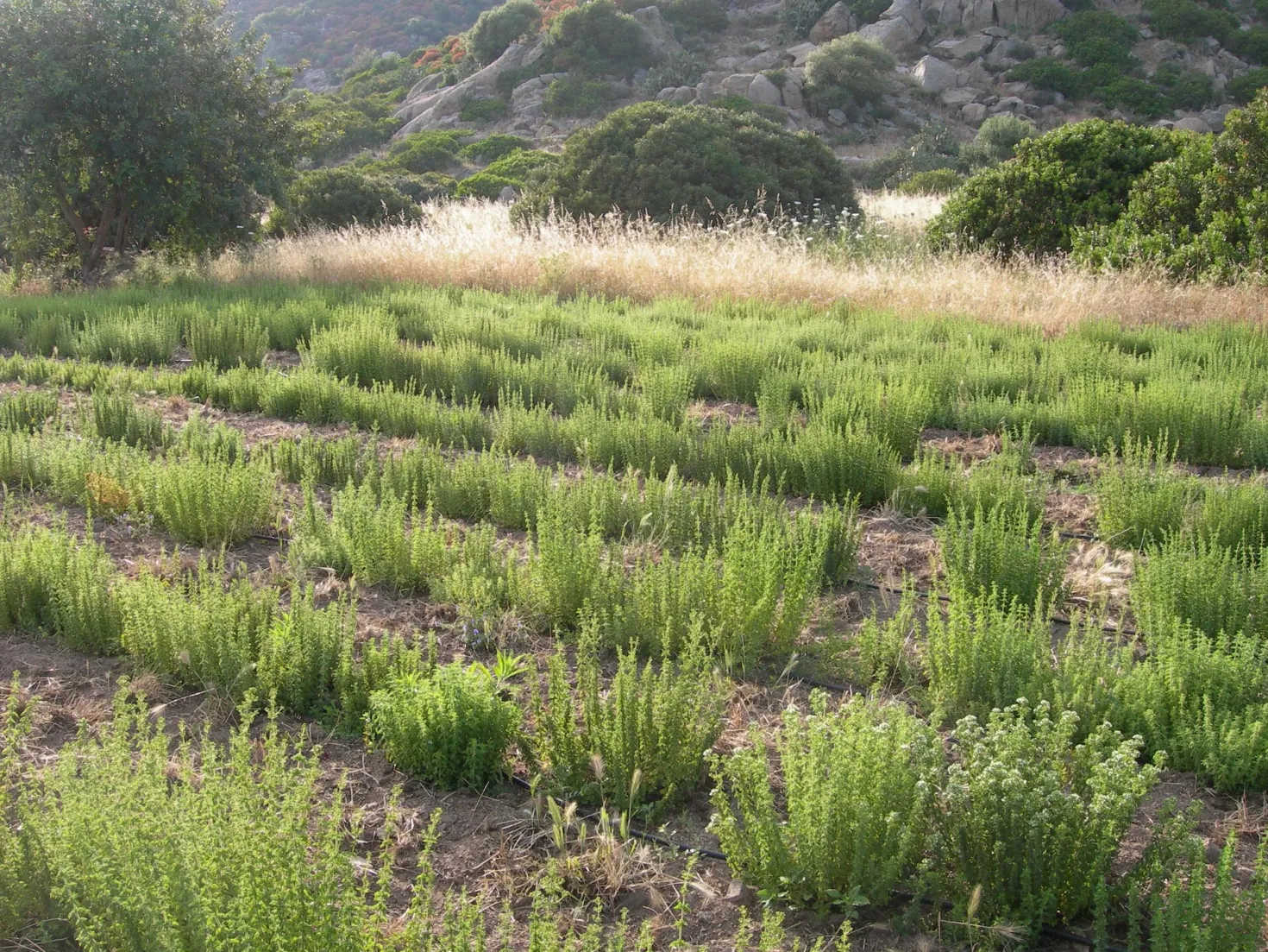 Oregano