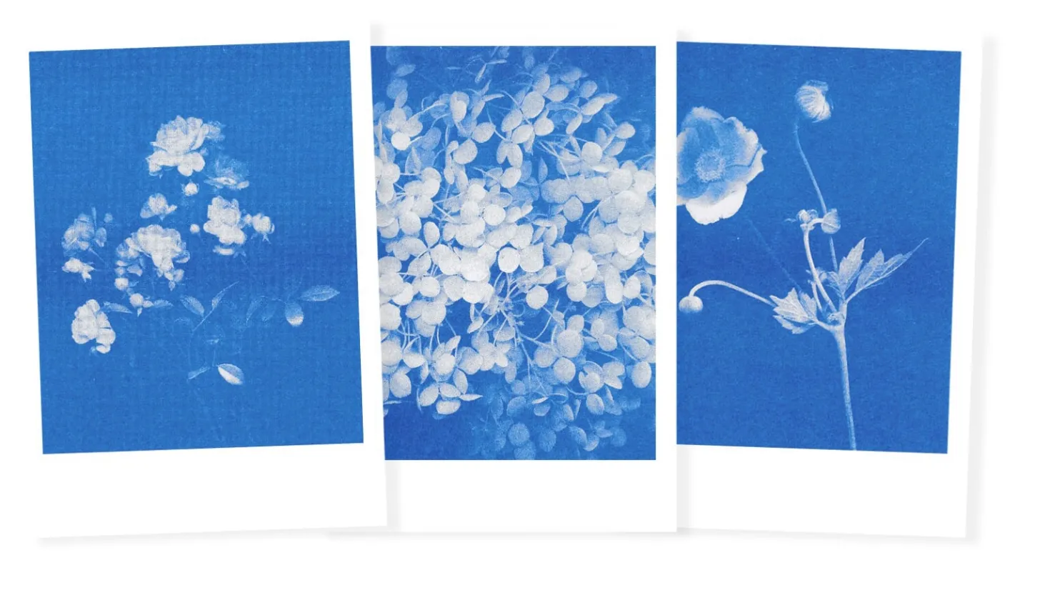 Postkarten-Set Riso