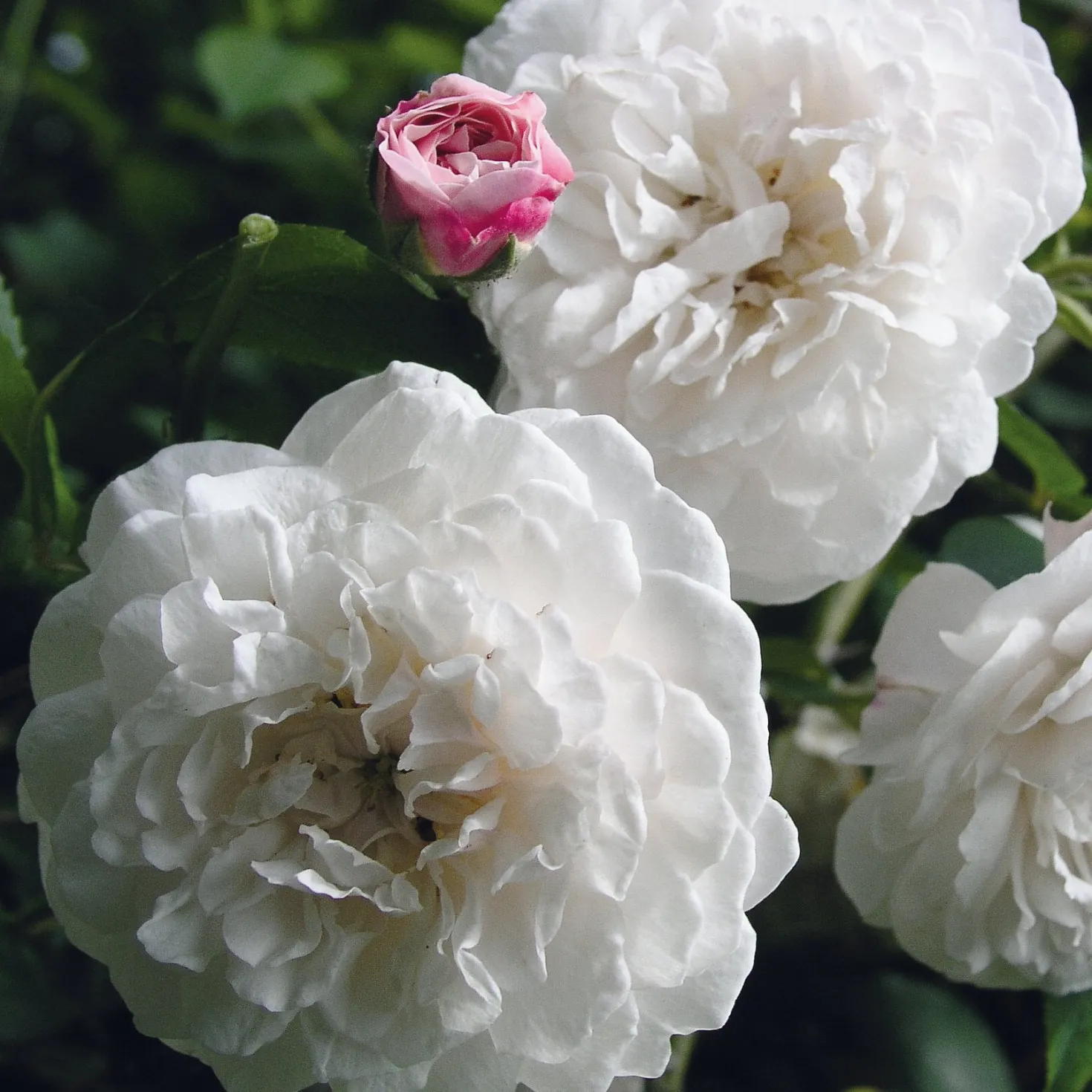 Ramblerrose ’Félicité et Perpétue‘