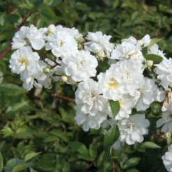 Ramblerrose 'Guirlande d`Amour®'