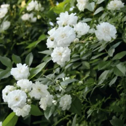 Ramblerrose 'Guirlande d`Amour®'