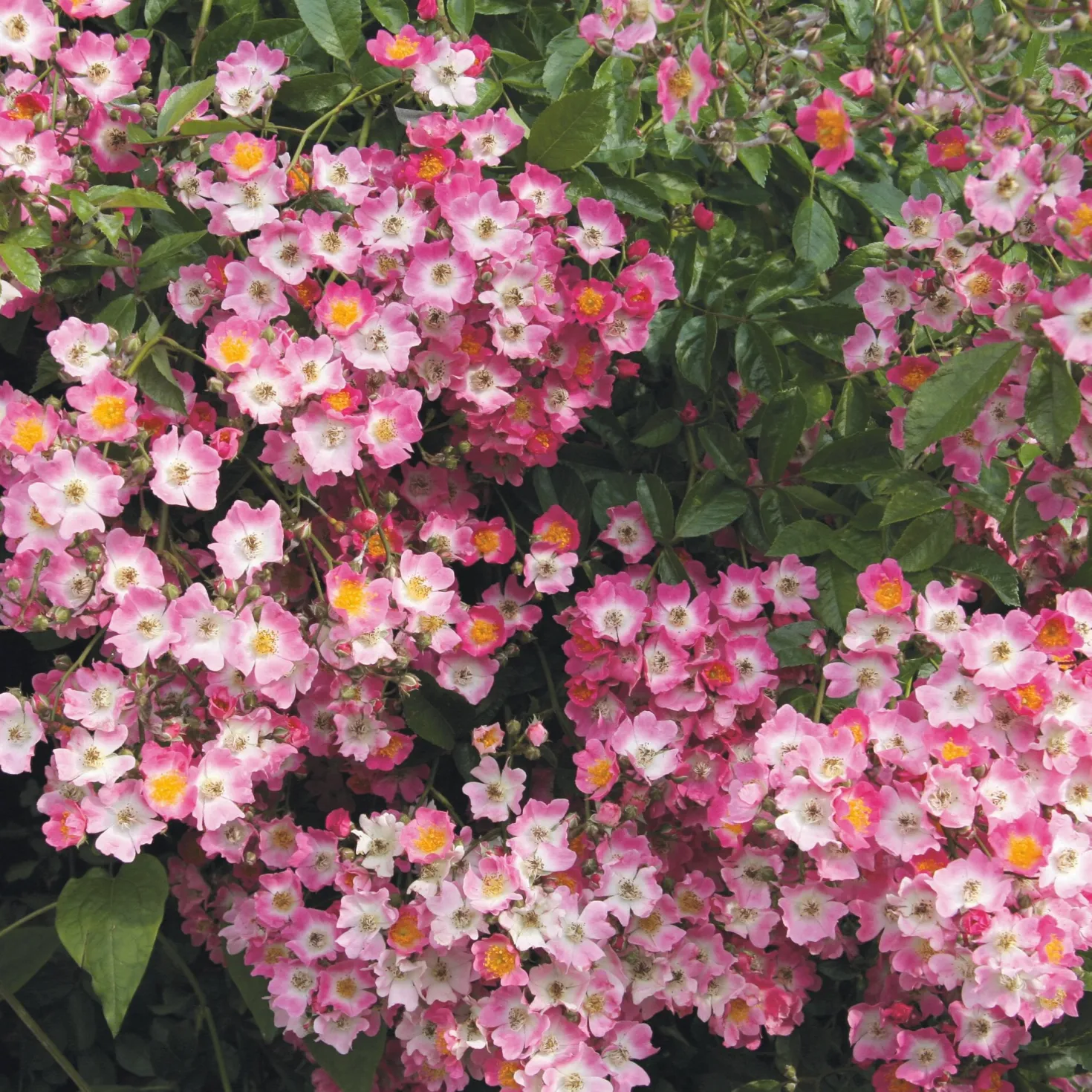 Ramblerrose Maria Lisa