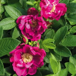 Rosenhecke Friesenwall