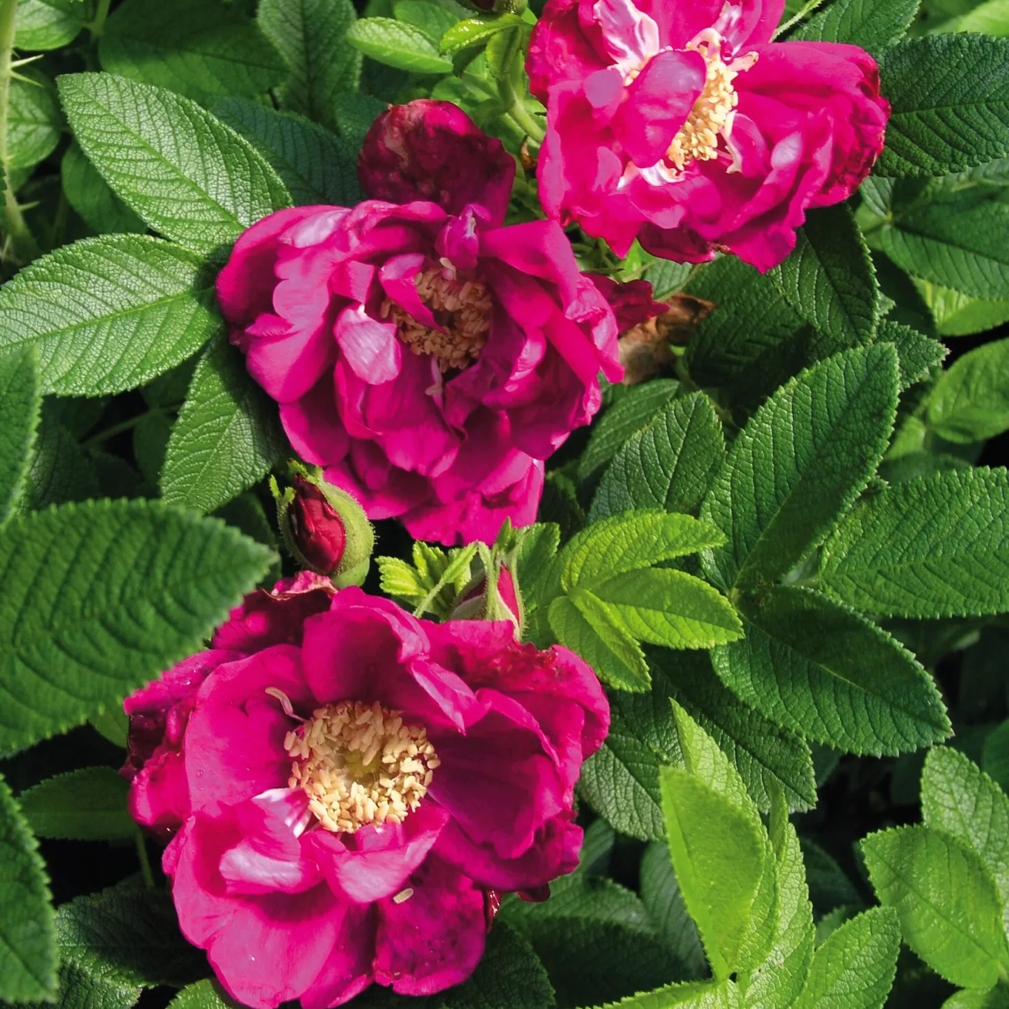 Rosenhecke Friesenwall