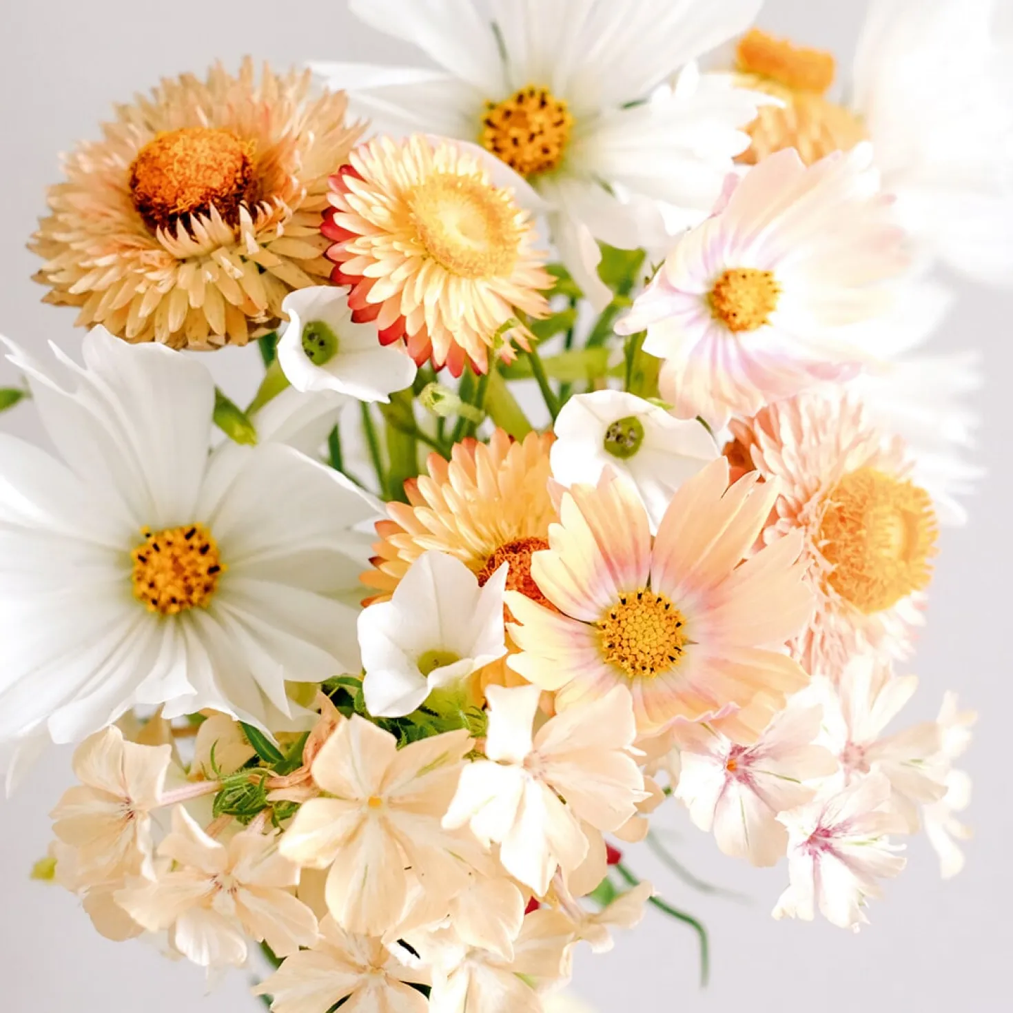 Saatgutkollektion für Blumensträuße
