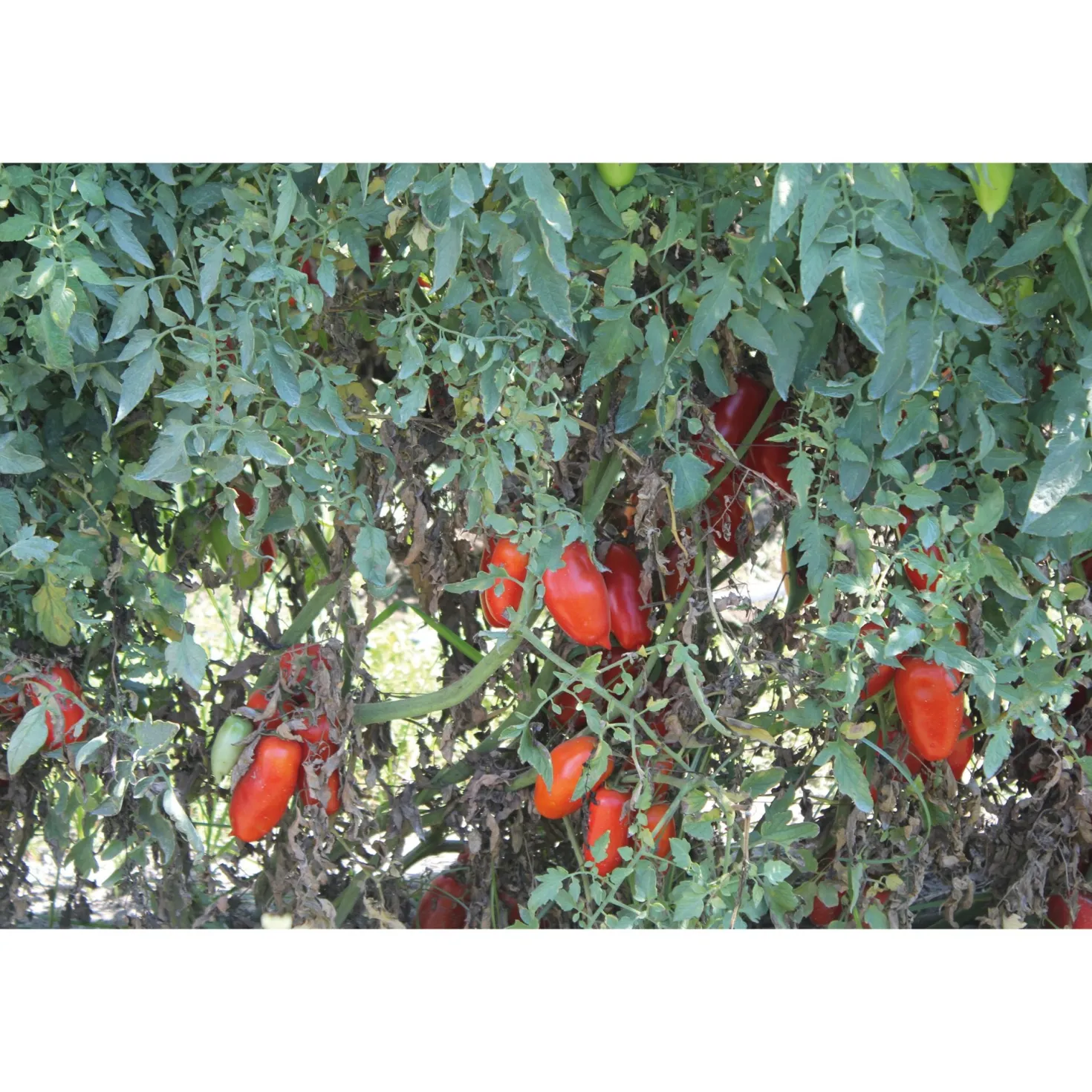San-Marzano-Tomaten